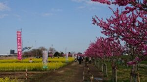 一部中止のお知らせ　第17回川の駅・中川やしお花桃まつり