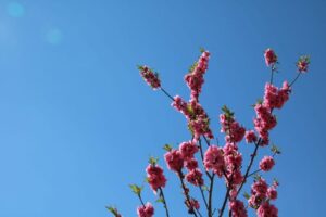 第17回川の駅・中川やしお花桃まつり模擬店出店者とクルージング体験・ウォーキング参加募集