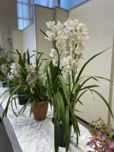 八潮洋らん同好会「八潮洋らん展」開催中です